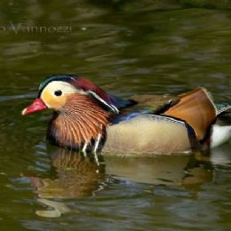 Anatra mandarina maschio