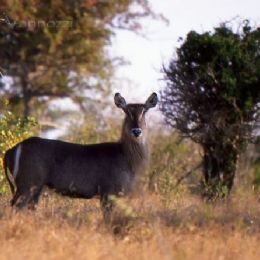 Antilope d'acqua - femmina