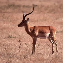 Gazzella di Thompson_maschio
