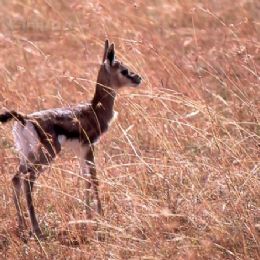 Gazzella di Thompson - piccolo