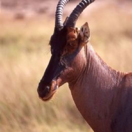 Antilope Topi