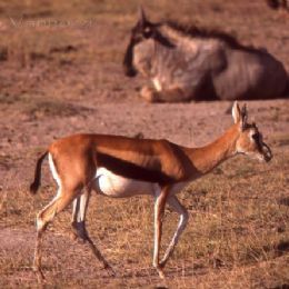 Gazzella di Thompson - femmina