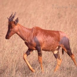Antilope Topi