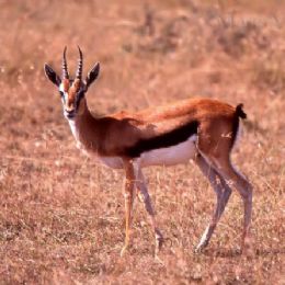 Gazzella di Thompson_maschio