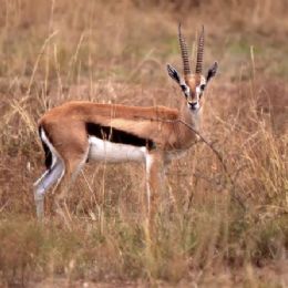 Gazzella di Thompson_maschio