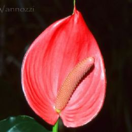 Anturium