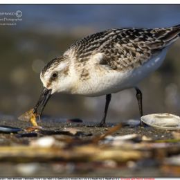 APRILE_Piovanello tridattilo