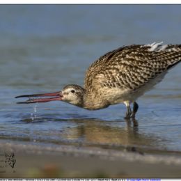 APRILE_Pittima minore