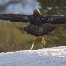Aquila reale in volo