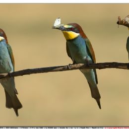 Gruccioni in attesa per nutrire i pulli nel nido