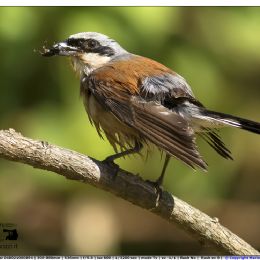 Averla piccola maschio con preda 2