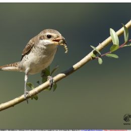 Averla piccola con bruco