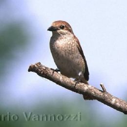 Averla piccola femmina