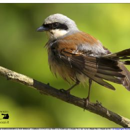 Averla piccola maschio - toilette 2