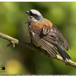 Averla piccola maschio - toilette