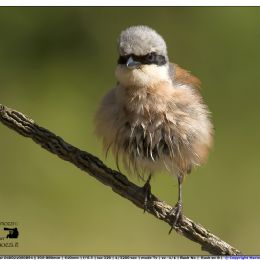 Averla piccola maschio - molto arrabbiata