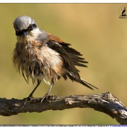 Averla piccola maschio - mi guarda