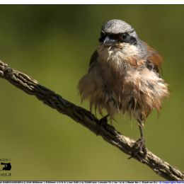 Averla piccola maschio - arruffo 2