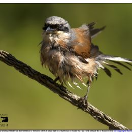 Averla piccola maschio - arruffo