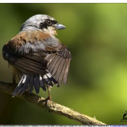 Averla piccola maschio