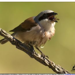 Averla piccola maschio - il pasto