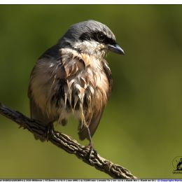 Averla piccola maschio - su finta acacia