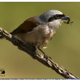 Averla piccola maschio con preda 3