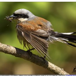Averla piccola maschio con preda 4