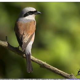 averla piccola maschio - profilo