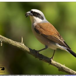 Averla piccola maschio con preda
