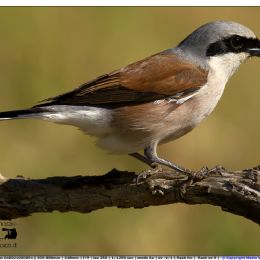 Averla piccola maschio - ritratto