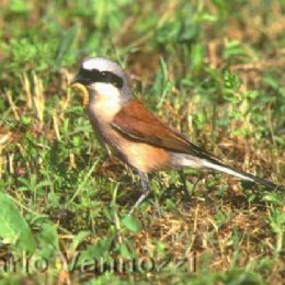 Averla piccola maschio