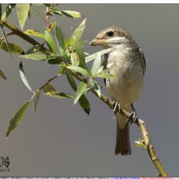 Averla piccola in posa