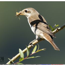 Averla piccola con grillo