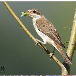 Averla piccola con preda
