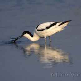 Avocetta