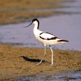 Avocetta2