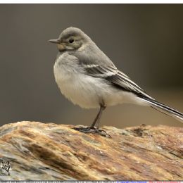 Ballerina bianca giovane - profilo