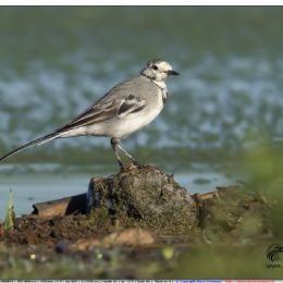 Ballerina bianca - adulto