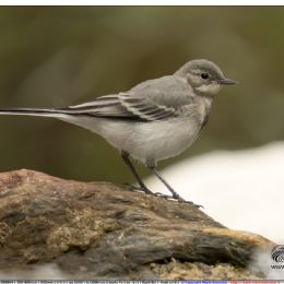 Ballerina bianca giovane