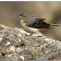 Ballerina bianca giovane
