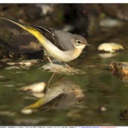 Ballerina gialla in acqua