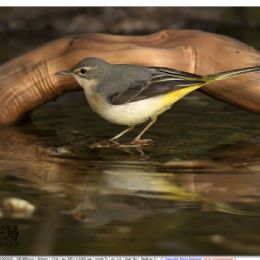Ballerina gialla in acqua