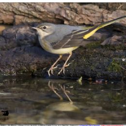 ballerina gialla a bordo acqua