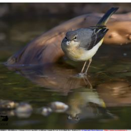Ballerina gialla con cibo