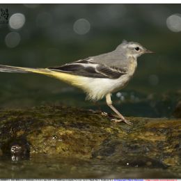 Ballerina gialla su pietra