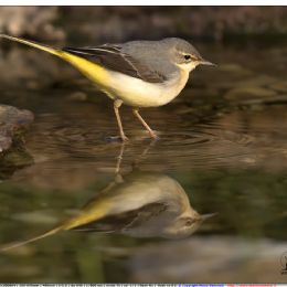 Ballerina gialla - riflesso