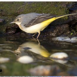 Ballerina gialla - riflesso