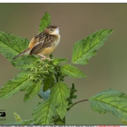 Beccamoschino ambientato