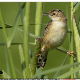 Beccamoschino...la classica posizione